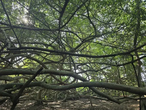 Kỳ thú thiên nhiên giữa miệt vườn Cần Thơ