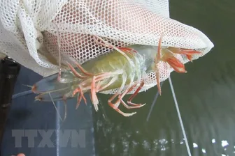 Dịch bệnh trên tôm, cua, sò huyết có chiều hướng gia tăng