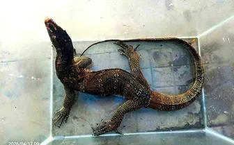 Cà Mau: Kỳ đà hoa quý hiếm bò vào phòng ngủ, người dân giao nộp kiểm lâm