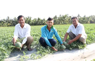 ដាំ​ឪឡឹក​លើ​ដី​ស្រែ​ផ្តល់​ចំ​ណូល​ខ្ពស់