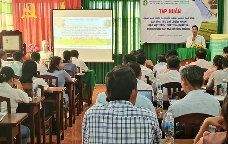 Tập huấn đánh giá sản xuất lúa đáp ứng tiêu chí chứng nhận “Gạo Việt xanh, phát thải thấp”