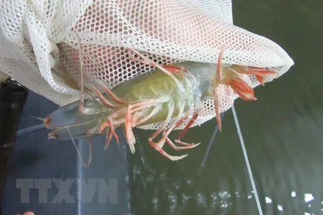Dịch bệnh trên tôm, cua, sò huyết có chiều hướng gia tăng