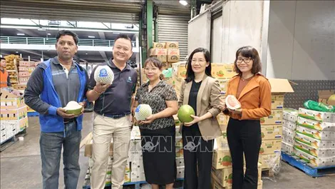 Lần đầu tiên trái bưởi Việt Nam có mặt tại thị trường Úc - Cột mốc mới cho nông sản xuất khẩu