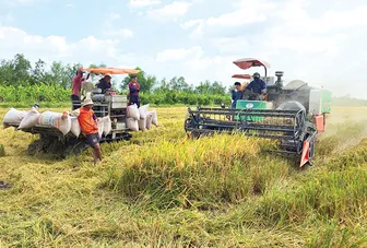 Cần giải pháp đồng bộ để lúa gạo có đầu ra thuận lợi, nông dân thu nhập ổn định