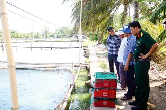 Khó khăn tìm đầu ra cho cá chạch quế