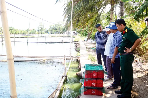 Khó khăn tìm đầu ra cho cá chạch quế