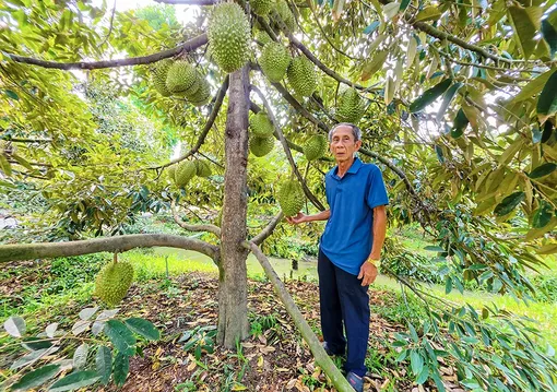 Nâng cao thu nhập nhờ trồng cây ăn trái