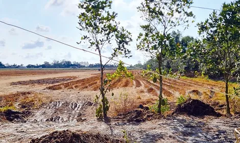 Chuyện cây lúa, con lươn...