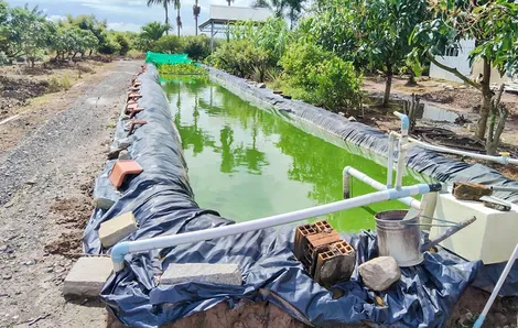 Tăng cường bảo vệ cây ăn trái mùa khô hạn, xâm nhập mặn