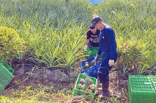 Triển vọng nâng cao thu nhập từ cây khóm