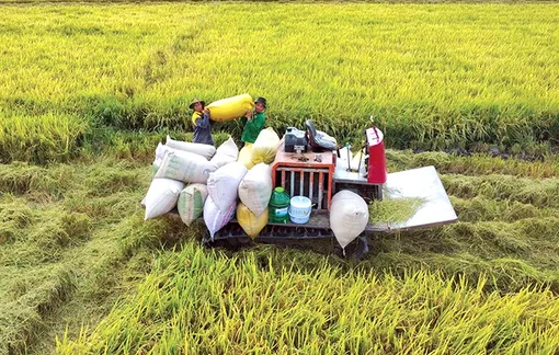 Cần Thơ phấn đấu thu nhập của người dân nông thôn đạt từ 80-100 triệu đồng/người/năm vào năm 2030