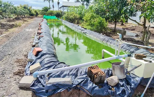 Tăng cường bảo vệ cây ăn trái mùa khô hạn, xâm nhập mặn