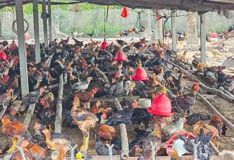 Dạo quanh thị trường ngày 29-4