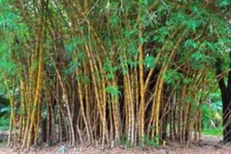 Philippines seeks 500 million USD for engineered bamboo development
