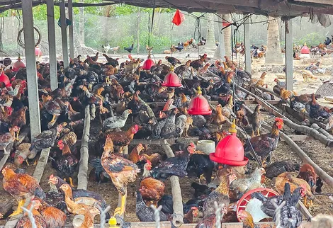 Dạo quanh thị trường ngày 29-4