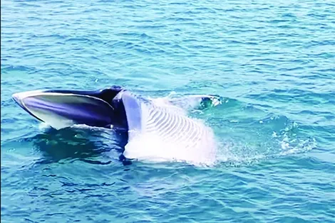 Vùng biển Nam Trung bộ: Liên tục xuất hiện cá voi, cá heo