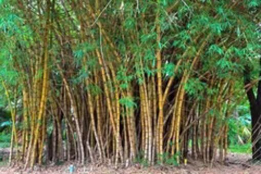 Philippines seeks 500 million USD for engineered bamboo development