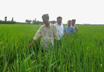 Lúa ST25 tiếp tục đem về lợi nhuận tốt cho nông dân