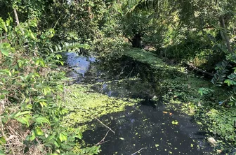 Xả thải trực tiếp gây ô nhiễm kênh đường 930