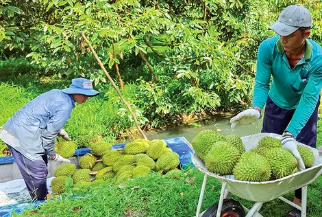 DẠO QUANH THỊ TRƯỜNG (30-4-2026)