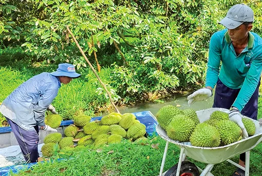 DẠO QUANH THỊ TRƯỜNG (30-4-2026)