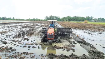 Tăng tốc xuống giống lúa hè thu