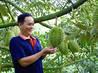 Nâng tầm sầu riêng Cần Thơ