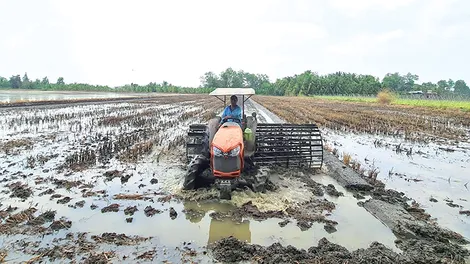 Tăng tốc xuống giống lúa hè thu