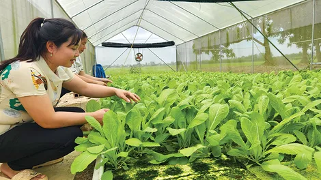 Ban hành quy định liên quan đến công nhận, thu hồi các danh hiệu trong xây dựng nông thôn mới