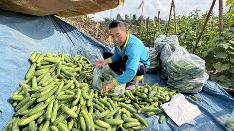 Mô hình trồng dưa leo “gối đầu”