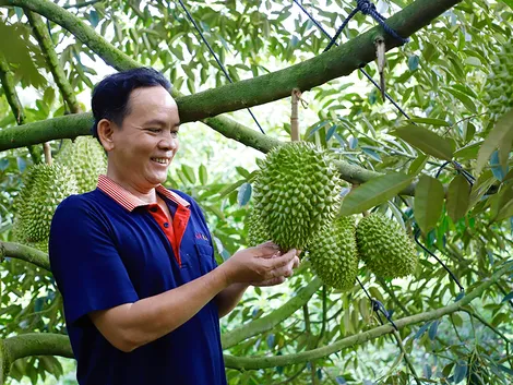 Nâng tầm sầu riêng Cần Thơ