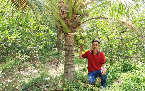 Trồng dừa dứa trên vùng đất phèn cho thu nhập ổn định