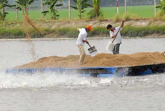 Tăng cường giải pháp nâng cao hiệu quả nuôi cá tra