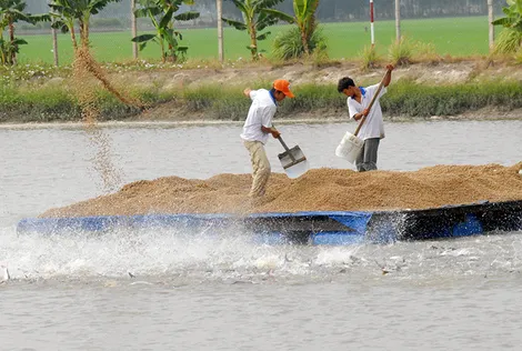 Tăng cường giải pháp nâng cao hiệu quả nuôi cá tra