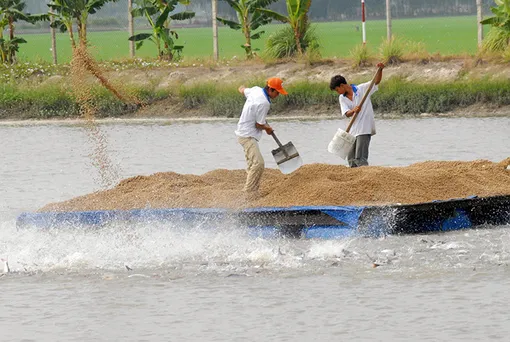 Tăng cường giải pháp nâng cao hiệu quả nuôi cá tra