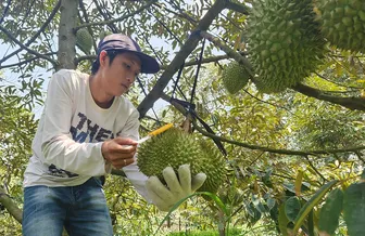 Cần Thơ phát triển diện tích cây ăn trái gần 100.330ha