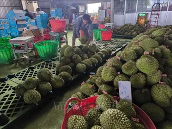 Giá sầu riêng giảm sâu, nông dân đối mặt thua lỗ