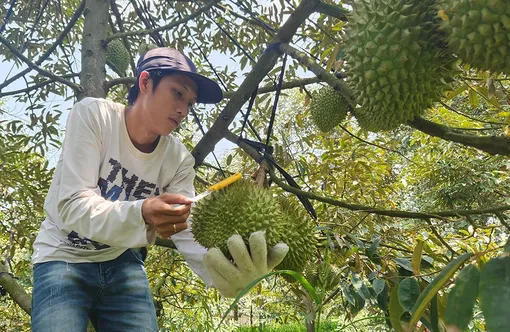 Cần Thơ phát triển diện tích cây ăn trái gần 100.330ha