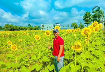 Chàng trai biến bãi đất hoang thành cánh đồng hoa hướng dương đẹp như tranh