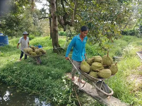 Khơi thông xuất khẩu sầu riêng từ vùng trồng đến phòng kiểm nghiệm