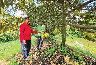 Sầu riêng Ri 6 rớt giá, nhà vườn lao đao