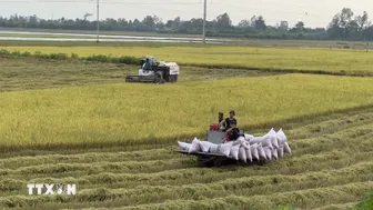 Giá gạo xuất khẩu tăng, thị trường lo ngại tác động của El Niño