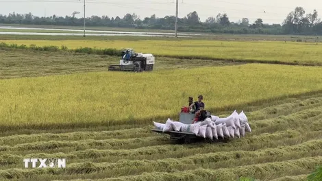 Giá gạo xuất khẩu tăng, thị trường lo ngại tác động của El Niño