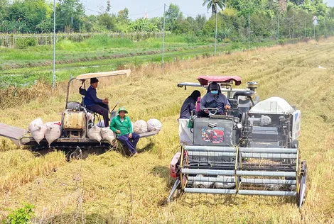 Cần Thơ đã thu hoạch hơn 288.220ha lúa đông xuân