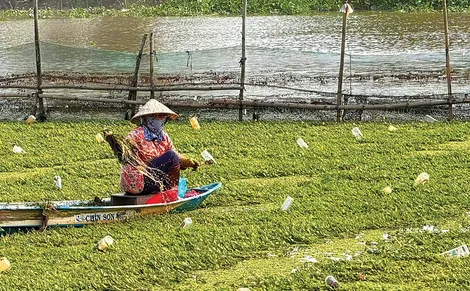 Trồng rau nhút trên sông trong mùa hạn cho thu nhập cao
