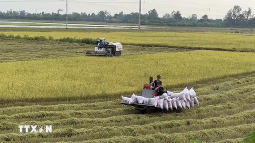 Giá gạo xuất khẩu tăng, thị trường lo ngại tác động của El Niño