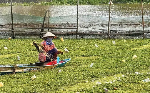 Trồng rau nhút trên sông trong mùa hạn cho thu nhập cao