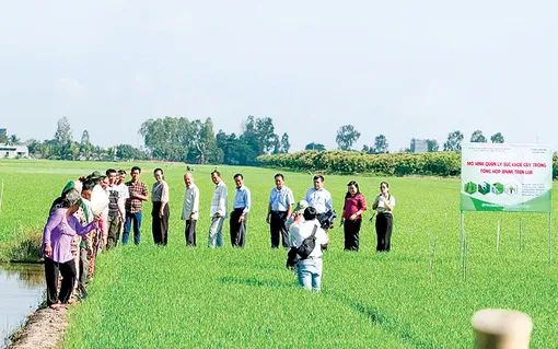 Phát huy hiệu quả, nâng cao giá trị sản xuất lúa