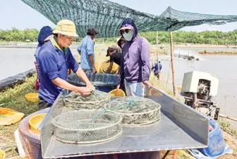 Quản lý sức khỏe tổng thể để nâng cao hiệu quả nuôi tôm