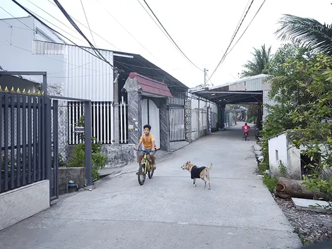 Nỗi lo từ chó thả rông
